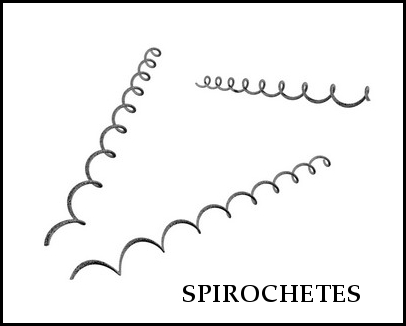 spirochete